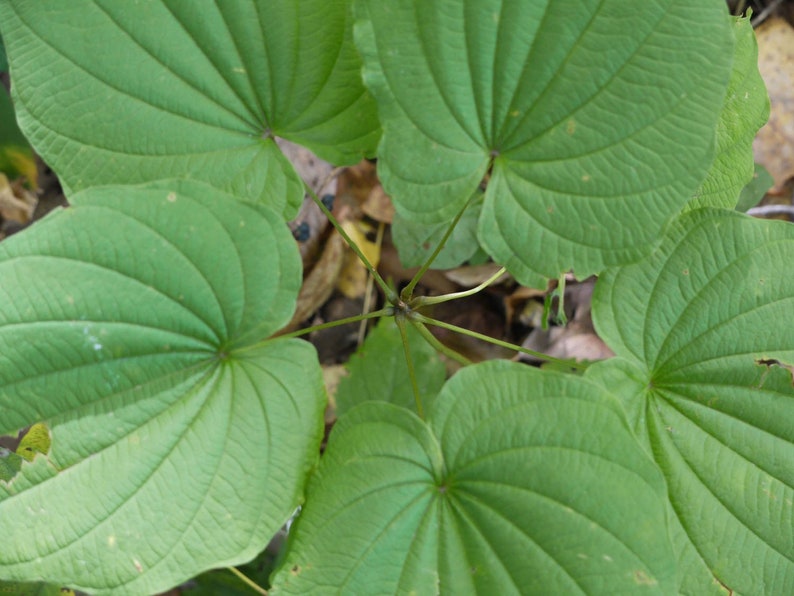 Wild Yam Bare Root Plants - Dioscorea Villosa - Organic Perennial Vine - Native Wildflower Bulbs for Medicinal Use
