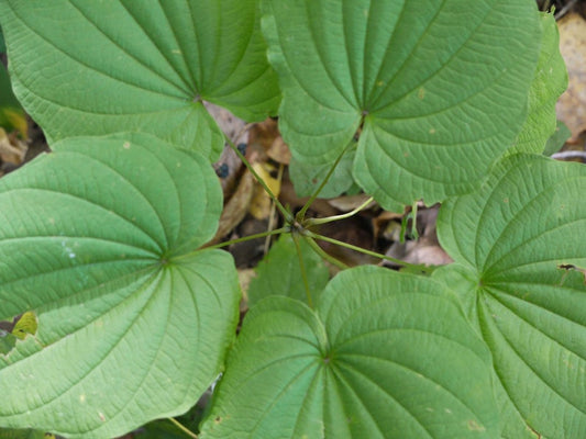 Wild Yam Bare Root Plants - Dioscorea Villosa - Organic Perennial Vine - Native Wildflower Bulbs for Medicinal Use