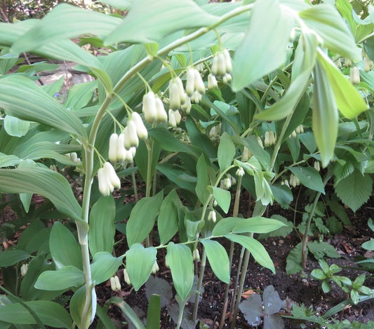 10 Bare Root True Solomon's Seal Plants - Polygonatum biflorum - Organic Native Wildflower Transplants for Your Garden