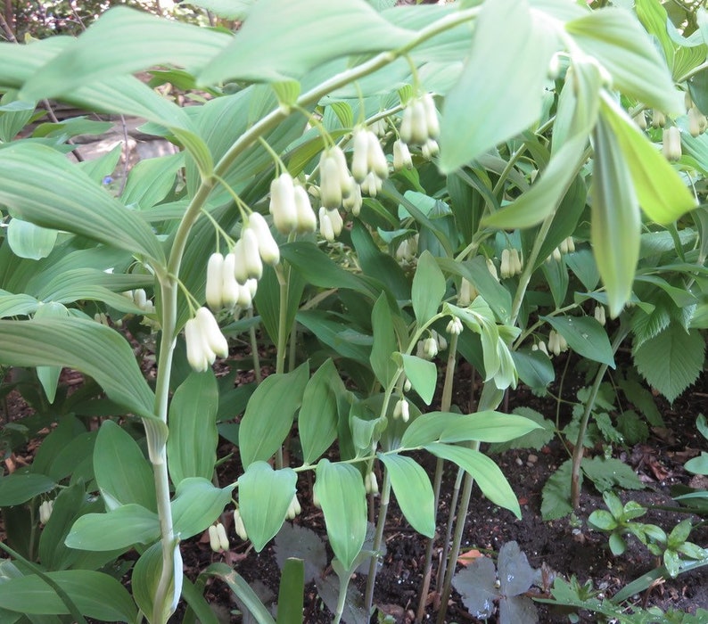 10 Bare Root Solomons Seal Plants - Polygonatum biflorum - Organic Transplants for Garden Landscaping