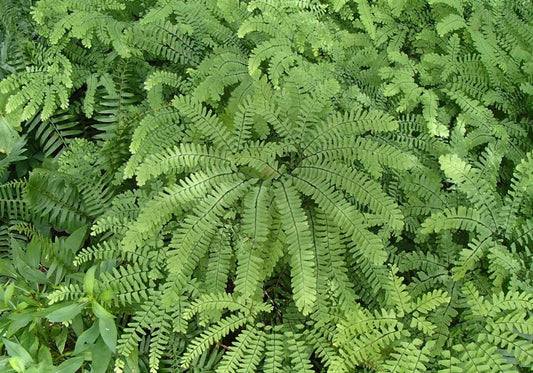10 Bare Root Maidenhair Fern Plants - Adiantum diaphanum - Organic Roots for Easy Planting and Care