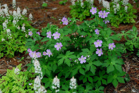 100 Organic Wild Geraniums Plants - Purple Cranesbill Geranium Maculatum Bare Root Stock Transplant for Garden