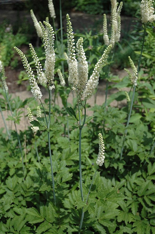 10 Bare Root Black Cohosh Plants - Actaea Racemosa - Organic Wildflower for Native Shade Garden