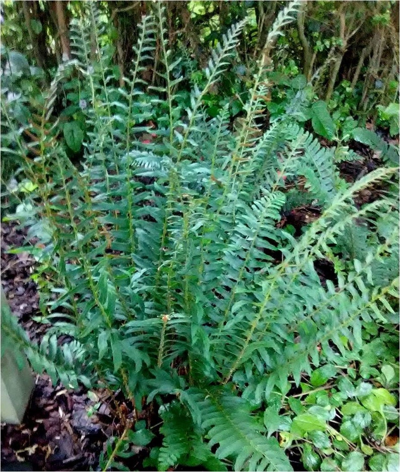 10 Christmas Ferns Bare Root Plants - Polystichum acrostichoides - Evergreen Native Wildflower Perennial Plant