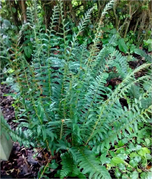 10 Christmas Ferns Bare Root Plants - Polystichum acrostichoides - Evergreen Native Wildflower Perennial Plant