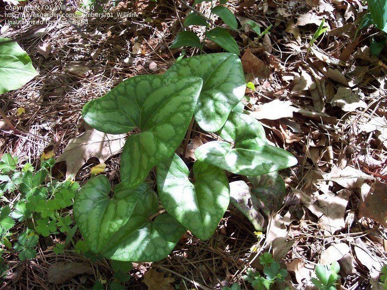 Heartleaf Ginger Plants Bare Root - 5 Organic Hexastylis Arifolia Bulbs for Planting - Perennial Wildflower Garden