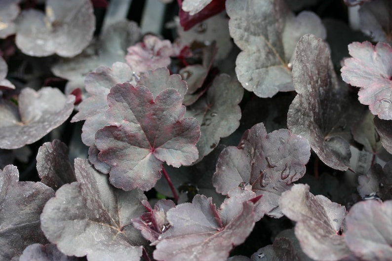 Heuchera 'Obsidian' Coral Bells Live Starter Plant in 3" Pot - Dark Purple Foliage - Heuchera Plant for Garden Landscaping