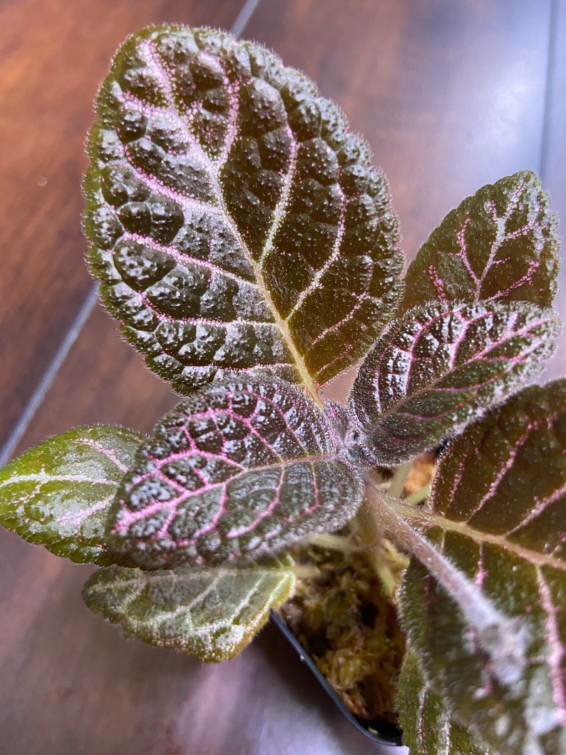Episcia Kee Wee Plant - Colorful Pink Veined Foliage - Fully Established Pot Plant - Exotic Houseplant for Indoor Gardening
