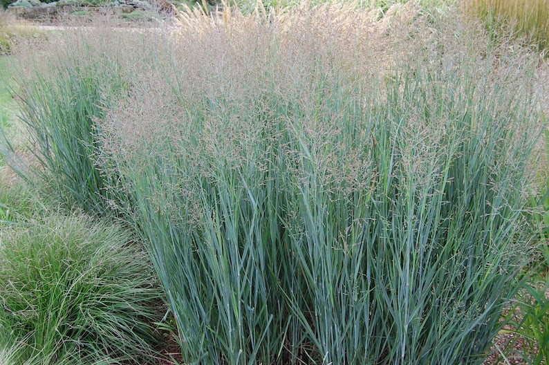 Switchgrass Starter Plant - 3” Plug - Ornamental Grass - Panicum virgatum - Hardy Zones 3-9 - Deer Resistant