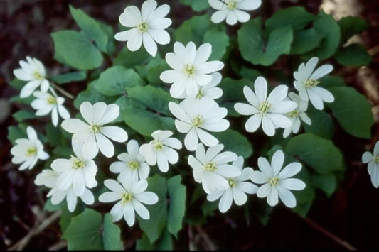 Bare Root Twinleaf Plants - 20 Organic Jeffersonia Diphylla Wildflower Bulbs for Planting