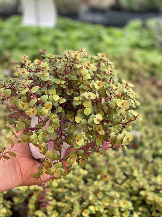 Callisia Repens Gold Houseplant - Peach & Gold Variegated - Easy Care Indoor Plant - Tricolor Foliage - Bolivian Dude
