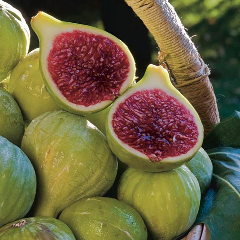 Ischia Fig Tree Live Starter Plant 6-8 Inch Ficus Carica Pesticide-Free Non-GMO Sweet Fruit Baby Tree