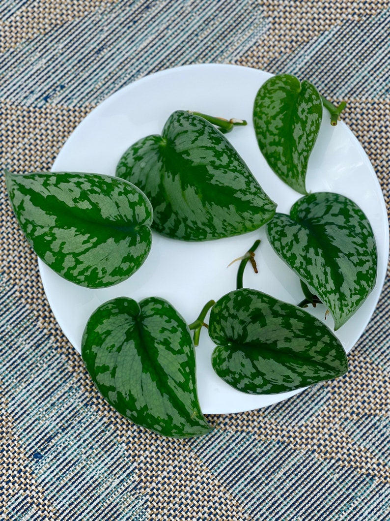 Scindapsus Cutting | Rare Silver Exotica Pothos | Scindapsus Pictus Exotica | Rooted & Unrooted Options Available
