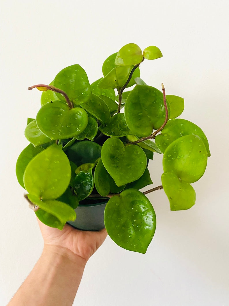 Hoya Chelsea Indoor Plant - Rare Vining Variety - Multiple Pot Sizes - Hoya carnosa 'Chelsea'