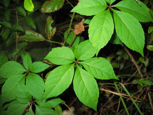 20 Virginia Creeper Ivy Plants Bare Root Parthenocissus Quinquefolia Ground Cover Perennial Deer Resistant Vines