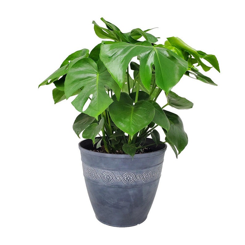 Monstera Deliciosa Swiss Cheese Plant Kit with Pot, Soil - Indoor Plant Decor - 10" Planter - Easy Care Houseplant