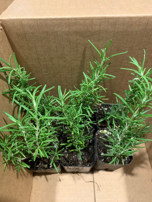 2 Inch Rosemary Plants - Tuscan Blue Variety - 6 Pack - Rosmarinus officinalis - Aromatic Herb for Containers or Gardens