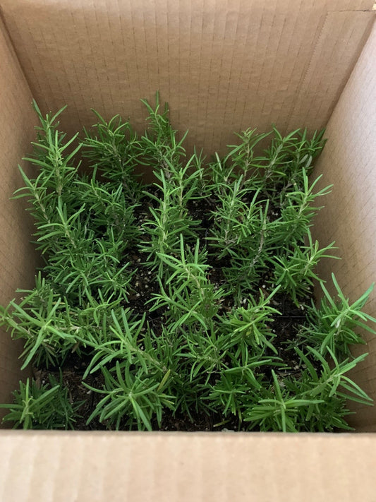24 Pk 2 Inch Rosemary Tuscan Blue Plants - Rosmarinus officinalis - Upright Herb with Lavender Flowers, Ideal for Containers