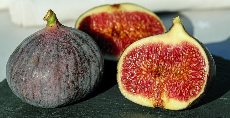 Chicago Hardy Fig Tree Live Starter Plant 6-8 Inch Ficus Carica Sweet Baby Fruit Non-GMO Pesticide-Free Edible Plant