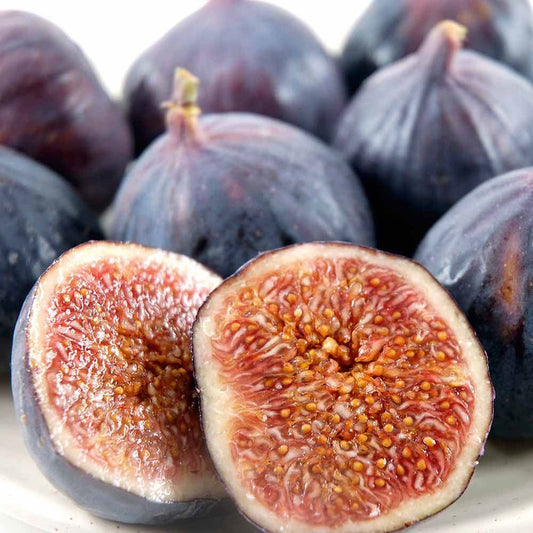 Brown Turkey Fig Tree Live Plant 6-8 Inch Ficus Carica Non-GMO Pesticide-Free Sweet Fig Fruit Tree