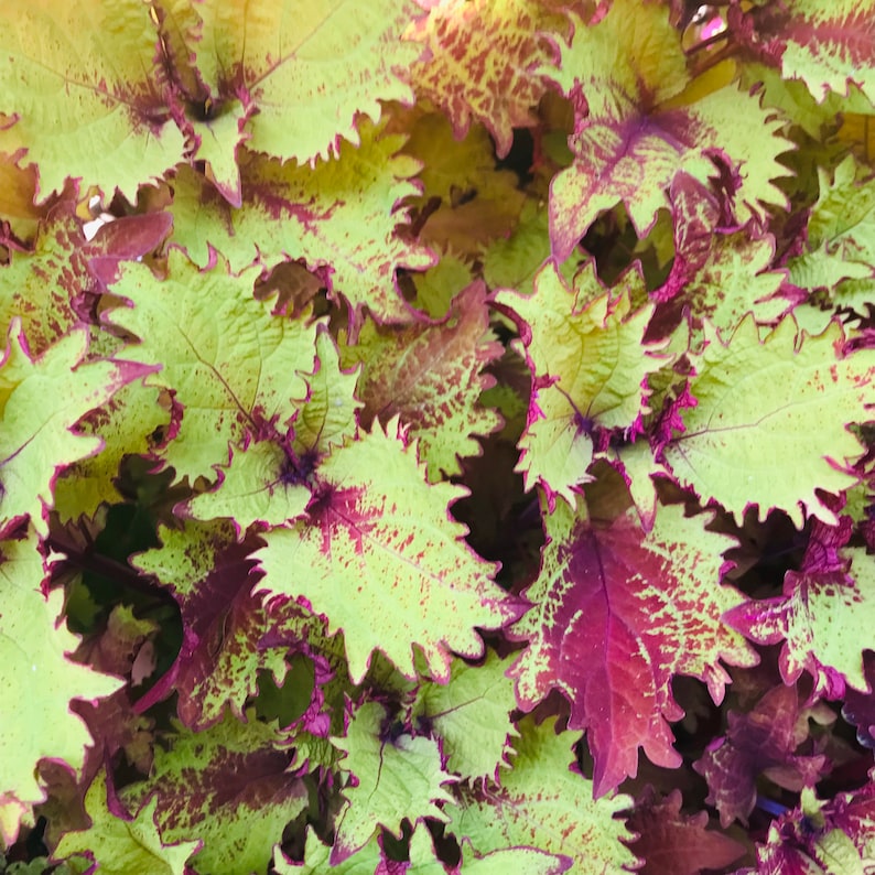 Coleus Starter Plant, 4-6” Live Rooted, Henna Variety, Vibrant Ornamental Foliage, Easy Care Indoor/Outdoor, Non-GMO, Rare Gift