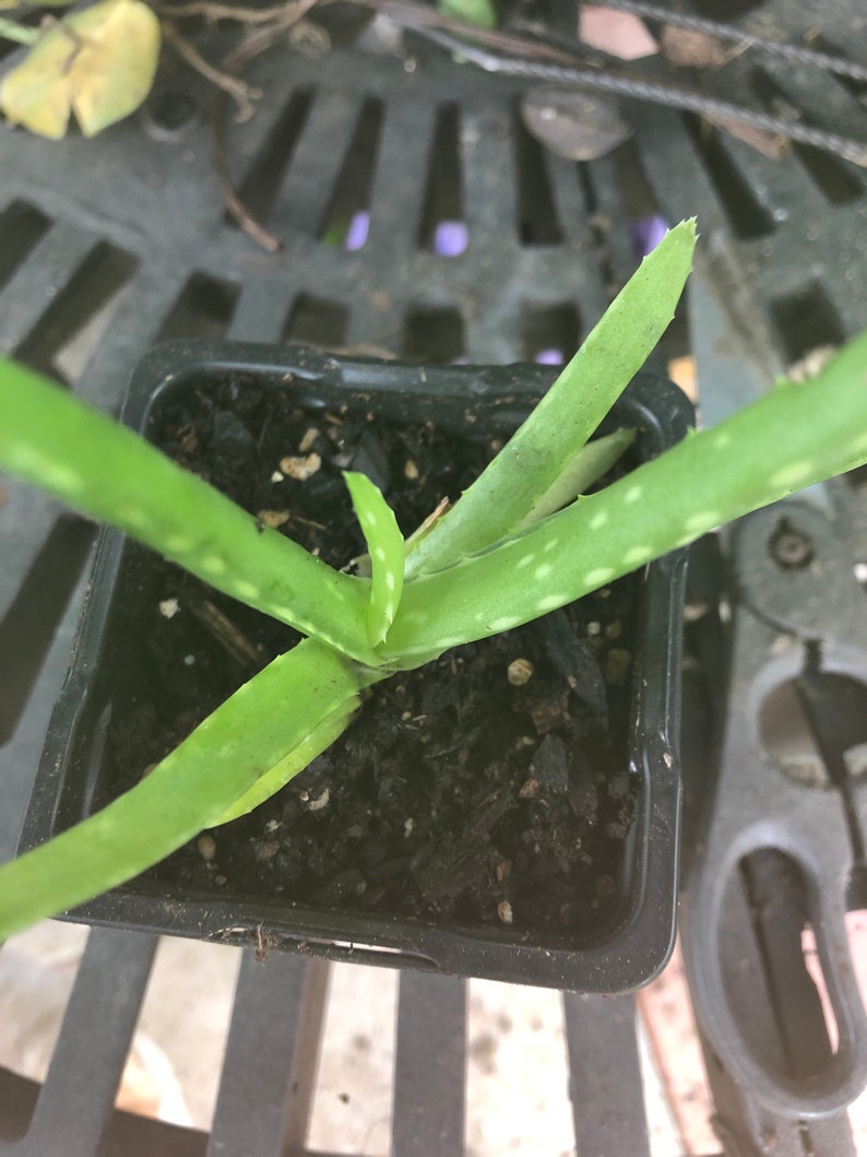 Live Aloe Vera Plant - 3-4 Inch Medicinal Succulent - Aloe barbadensis miller - Easy Care Houseplant