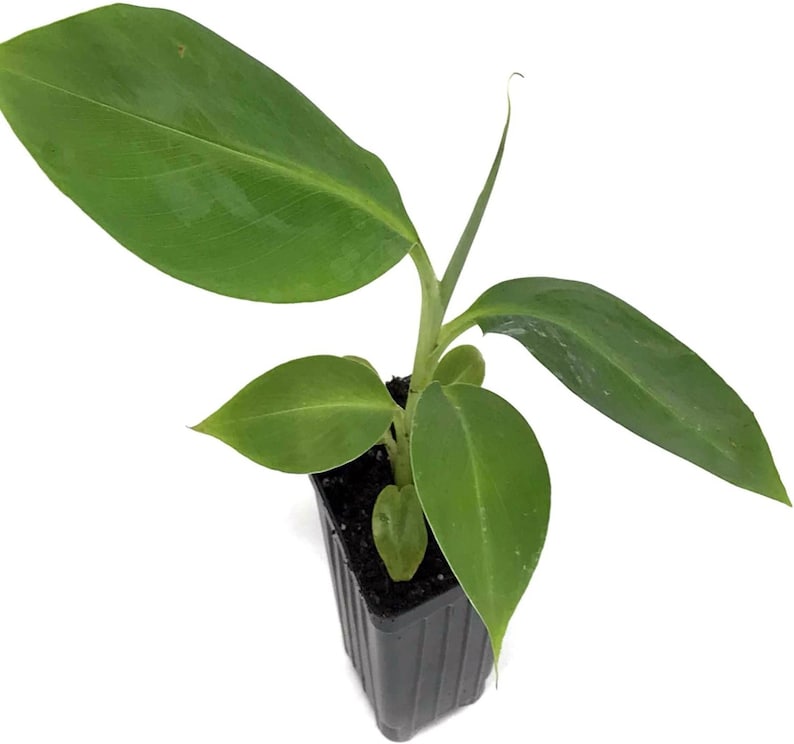 Dwarf Orinoco Banana Plant - Live Starter Fruit Tree - Cold-Hardy Musa - Organic Banana Tree - 1 Foot Tall