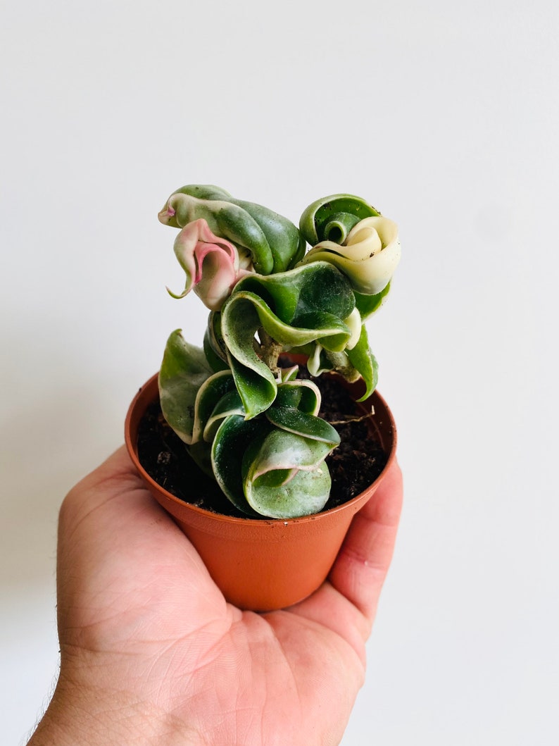 Variegated Hoya Compacta 3” Tropical Wax Plant - Variegated Hindu Rope - Hoya Regalis - Tri-Color Foliage, Low Maintenance Plant