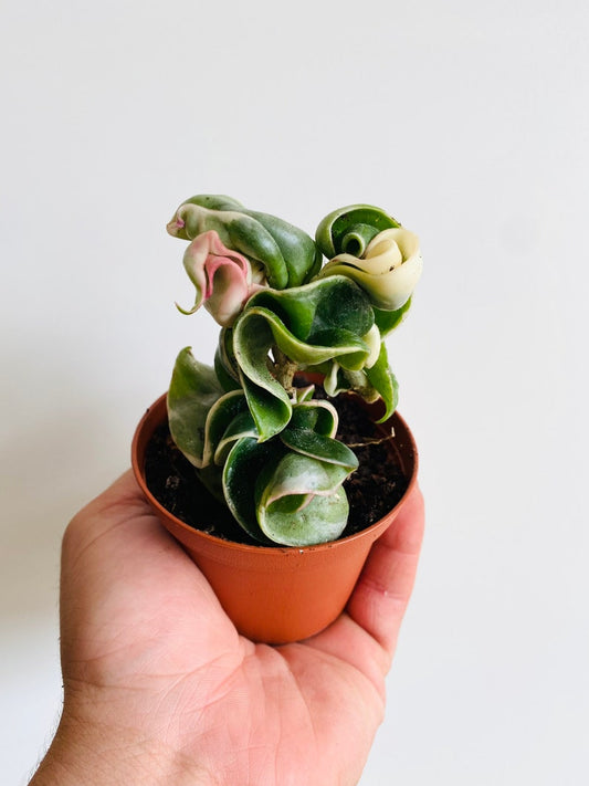 Variegated Hoya Compacta 3” Tropical Wax Plant - Variegated Hindu Rope - Hoya Regalis - Tri-Color Foliage, Low Maintenance Plant