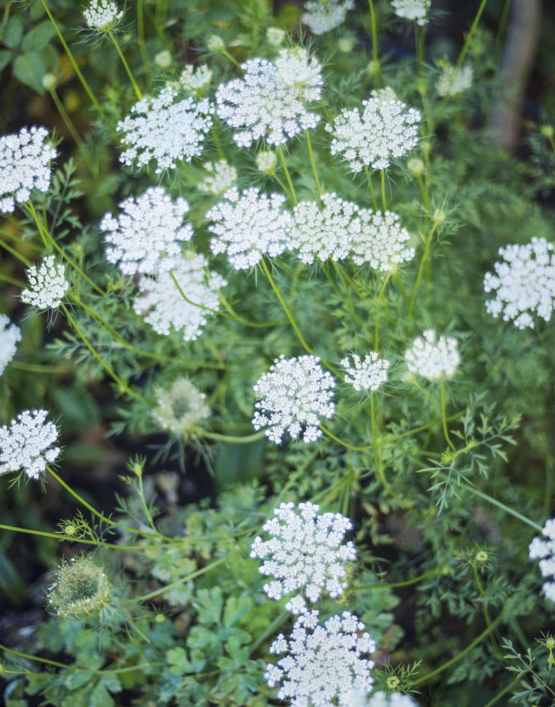 Queen Anne's Lace Plants - 3 Bare Root Daucus Carota Perennial Wildflower Transplants - Medicinal Herb Bulbs for Planting
