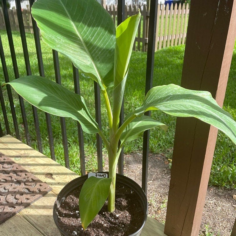 Dwarf Banana Plant 4-6 inches Namwah Banana Tree Live Musa Sp. COLD HARDY Tropical Fruit Plant for Garden or Patio