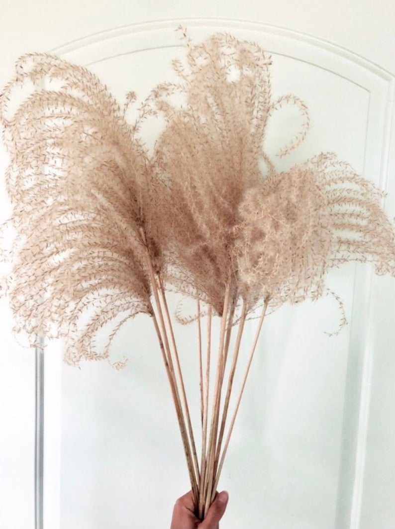12 Organic Dried Pampas Grass - Miscanthus 'Gracillimus' - Natural Decorative Floral Arrangement - Airy Neutral Accent