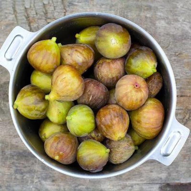 Dwarf Fig Tree Plant 6-8 Inch Fignomenal "Ficus Carica" Live Starter Sweet Baby Fruit Tree - Pesticide Free, Non-GMO