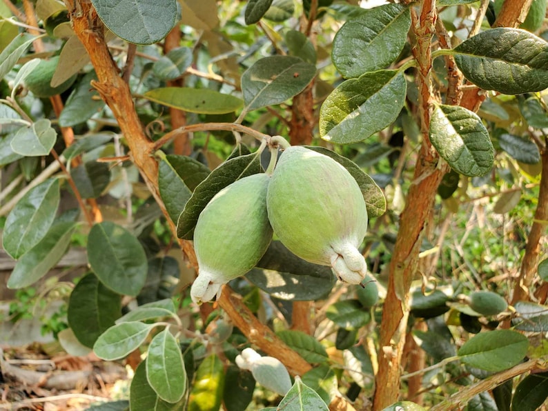 Pineapple Guava Live Starter Plant 4-6 inch Feijoa Sellowiana Pesticide-Free Non-GMO - South American Tree for Gardens
