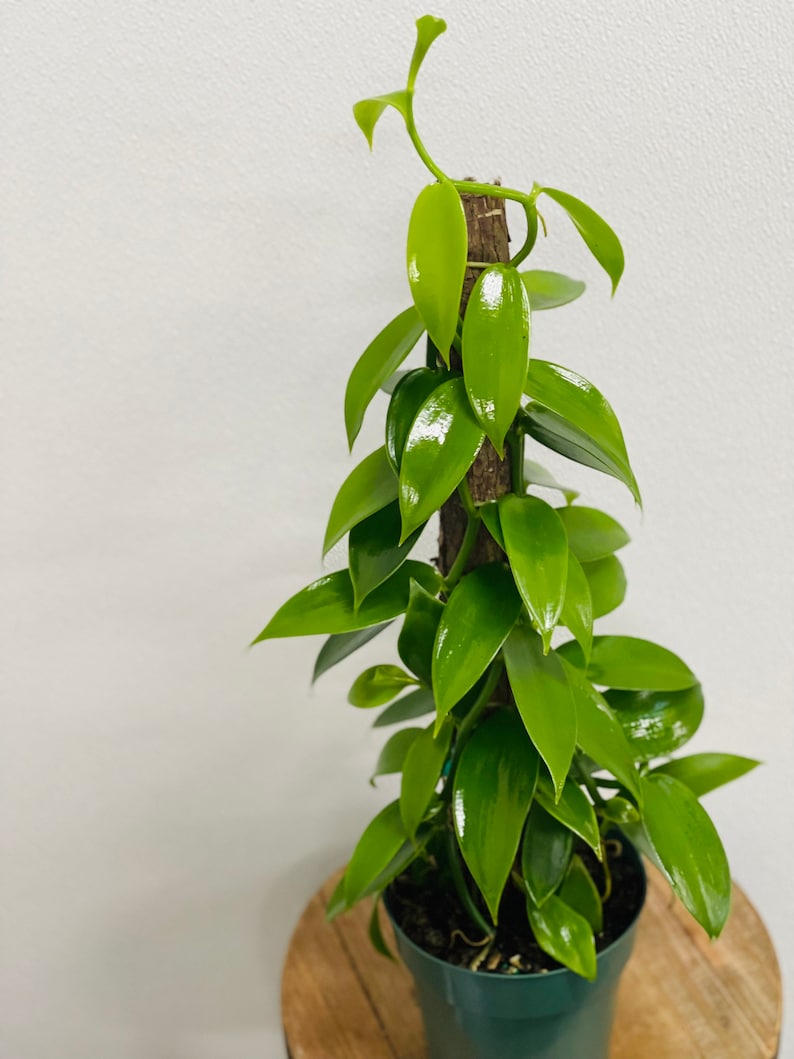 Live Vanilla Orchid Plant 6 Inch Pot - Vanilla Planifolia, Flat-leaved, Aerial Roots, Housewarming Gift, Mother's Day Gift
