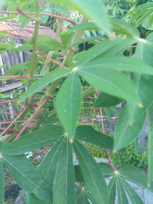 Cassava Cuttings 8” Quantity 6 - Chef's Variety (Manihot esculenta) - Low Fiber, Ideal for Frying or Stewing