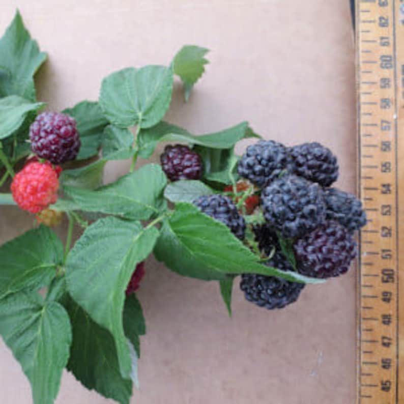 Ohio Treasure Black Raspberry Plant - Everbearing, Self-Pollinating, Rooted Starter - Zones 3-8, Sweet Medium-Large Berries