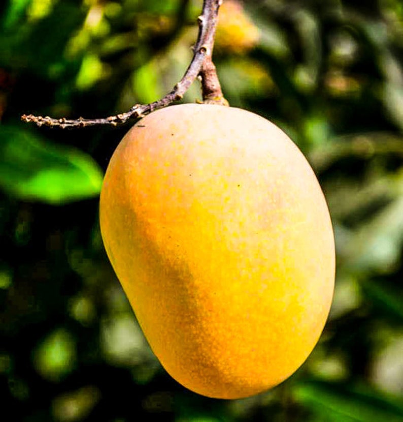 Grafted Live Mango Trees - 18" to 30" - Pina Colada, Super Alphonso, Fruit Punch, Orange Sherbert, Carrie, Sugar Loaf, Beverly