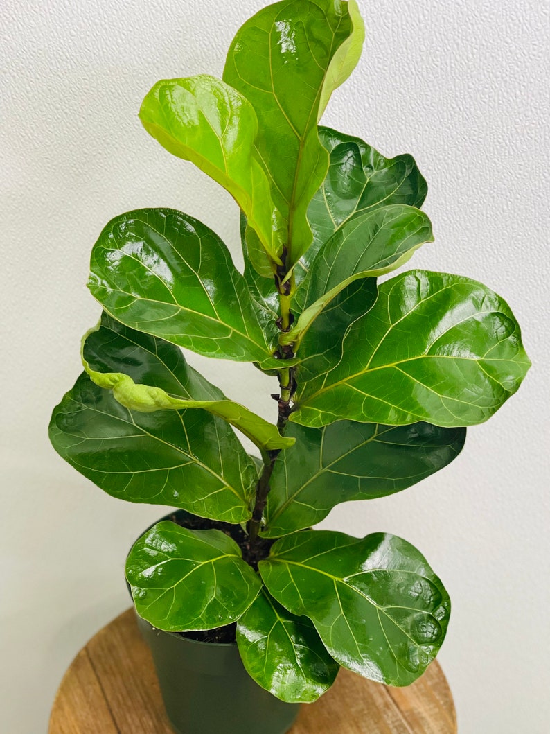 LIVE 6 Inch Ficus Lyrata Fiddle-leaf Fig Plant - Indoor Air Purifier, Office Decor, Easy Care Houseplant
