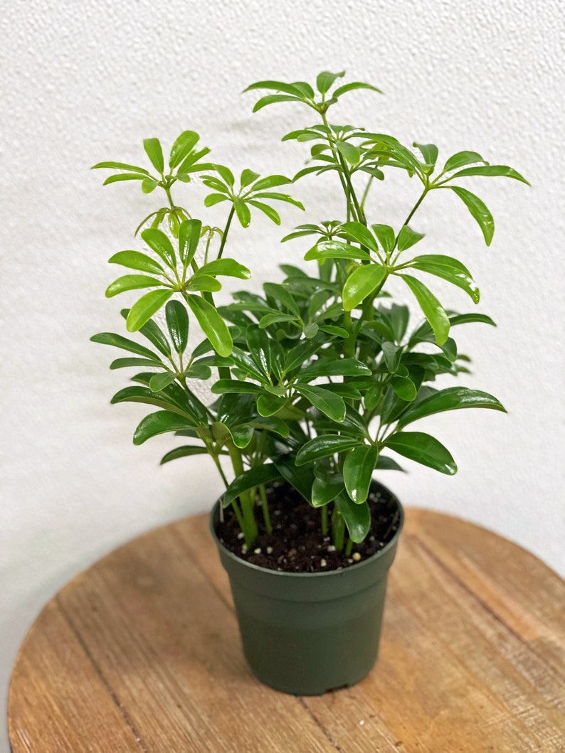 LIVE 4 Inch Pot Arboricola Hawaiian Schefflera Plant, Bushy Houseplant, Dwarf Umbrella Tree, Indoor Evergreen Decor, Schefflera ARB