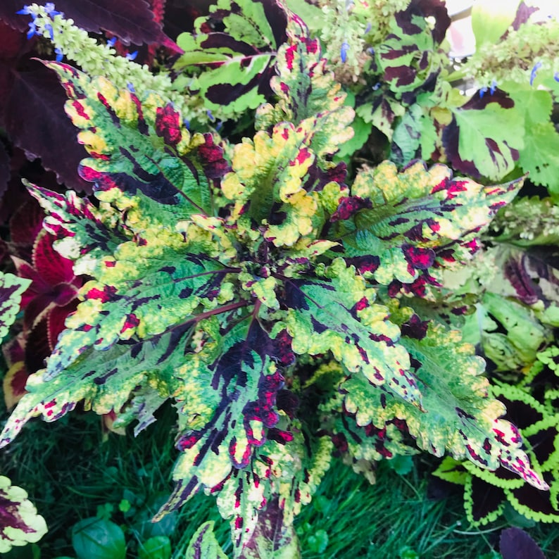 Coleus Starter Plant 3-5” - Stormy Weather Variety - Vibrant Ornamental Foliage - Solenostemon Scutellarioides - Indoor/Outdoor Plant