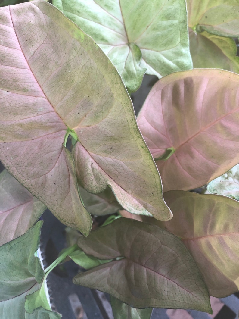 Pink Arrowhead Plant - 5 Inch Exotic Illusion Syngonium - Nephthytis - Easy Care Live Houseplant