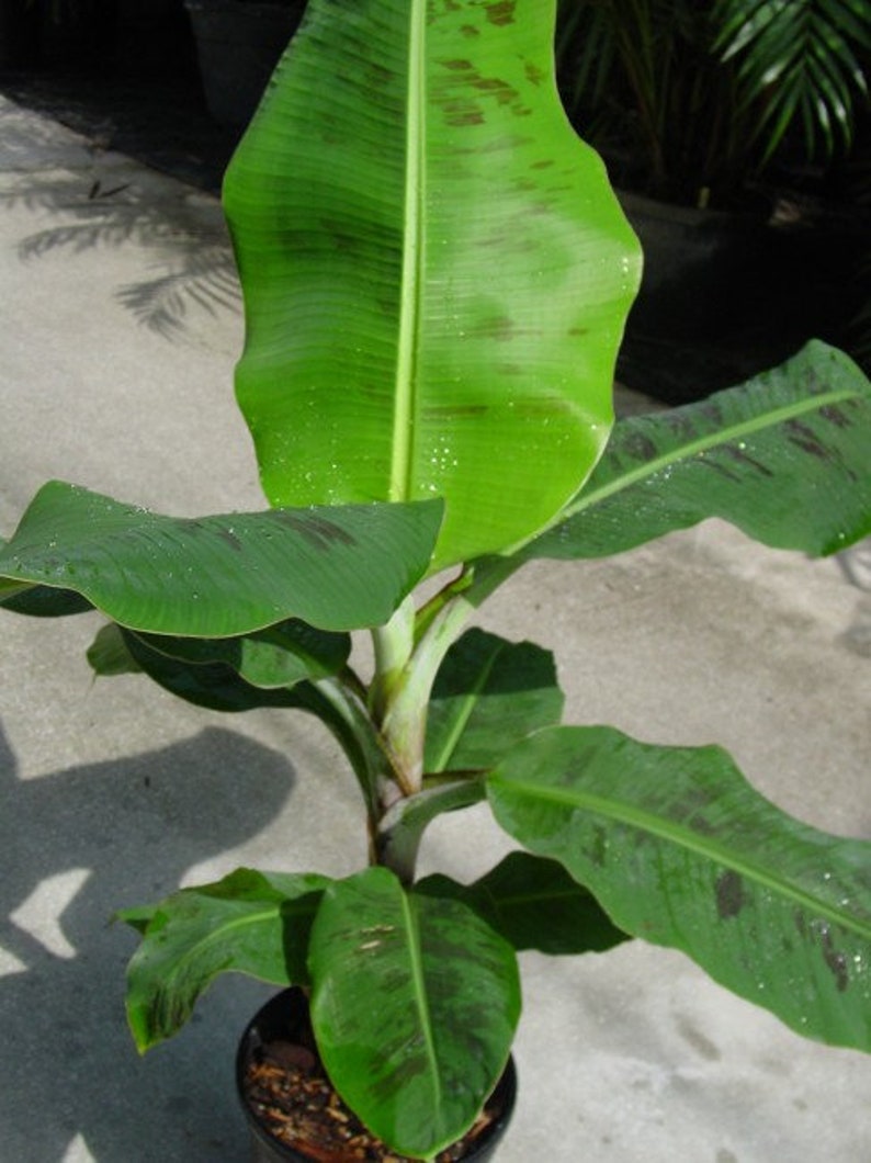 Dwarf Cavendish Banana Plant 7-10 Inch Live Starter Musa - Pesticide-Free, Non-GMO Indoor/Outdoor Sweet Banana Tree