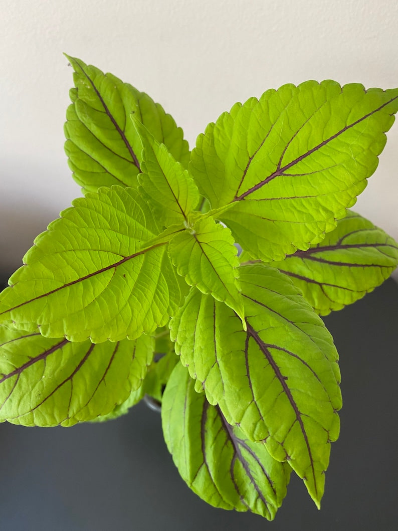 Coleus Starter Plant, 4-6” Live Rooted, Gay's Delight Variety, Ornamental Foliage, Unique Leaf Patterns, Non-GMO, Easy Care Plant