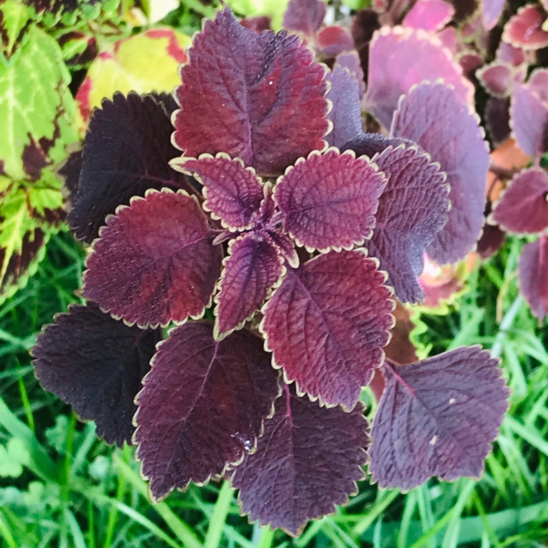 Coleus Starter Plant, 3-5” Trailing Burgundy, Vibrant Ornamental Foliage, Coleus Scutellarioides, Indoor/Outdoor Garden Plant