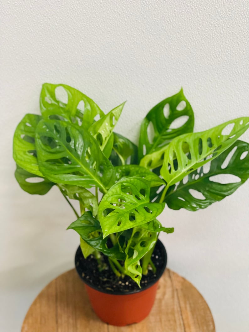 LIVE 6 Inch Pot Swiss Cheese Monstera Adansonii - Tropical Indoor Plant, Unique Foliage, Evergreen Vine, Swiss Cheese Plant