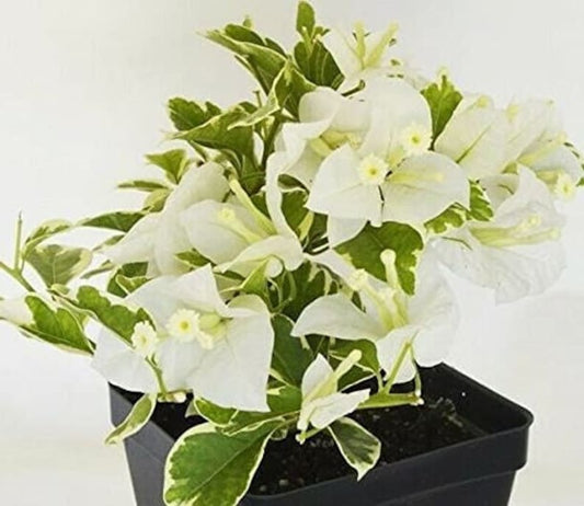 Bougainvillea Live Plant - 2 Vanilla Ice Starters - White Flowering Paperflower - Bougainvillea glabra