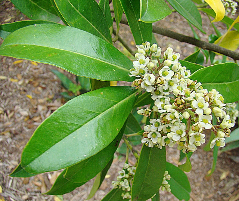 Live Yerba Mate Plants (4-6 inch) - Ilex paraguariensis - Pesticide Free Herbal Tea Plant for Caffeinated Beverage