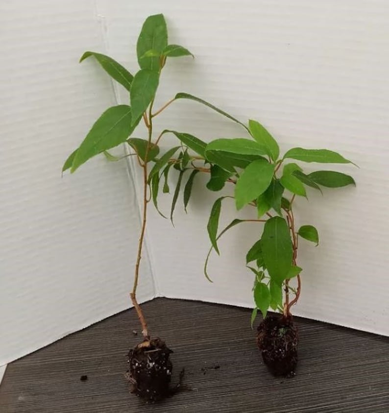 Prolific Kiwi Tree Starter Plant 4-6 Inches - Hardy Kiwi, Self-Fertile Fruit Tree, Actinidia arguta, Perfect for Gardens