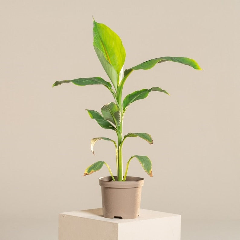 Musa Basjoo Banana Tree Starter - Cold Hardy Japanese Banana Plant - 4-6 Inch Live Tropical Plant for Zones 4-11